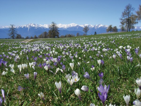Bildergalerie Bozen und Umgebung Sommer