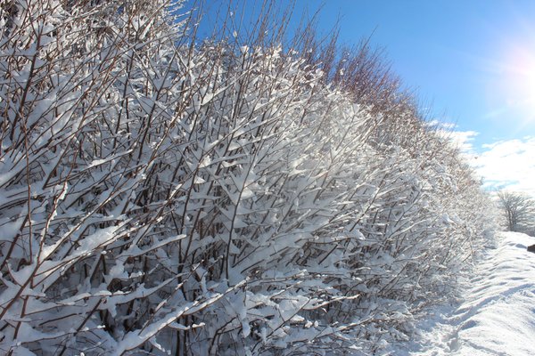Bildergalerie Winter