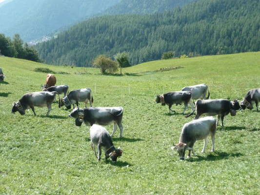 Anterivo - San Lugano - Trodena immagine rappresentativa