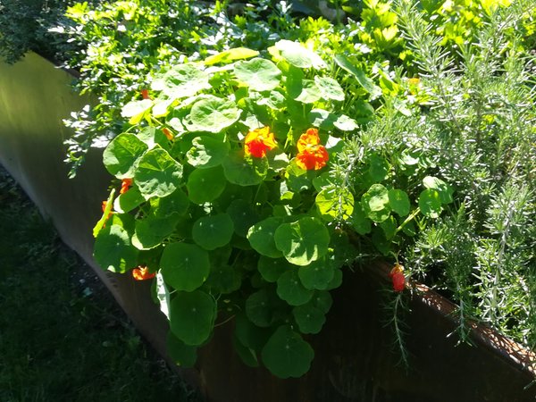 Foto del giardino Termeno (Strada del Vino Sud)