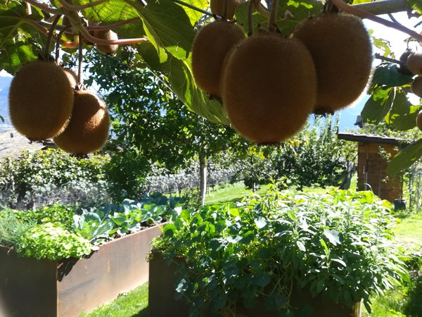 Foto del giardino Termeno (Strada del Vino Sud)