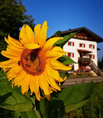 Foto estiva di presentazione Appartamenti in agriturismo Wastlhof