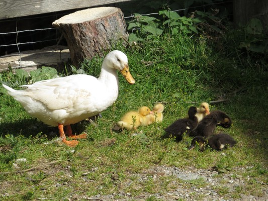 Foto degli animali