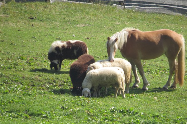 Foto degli animali