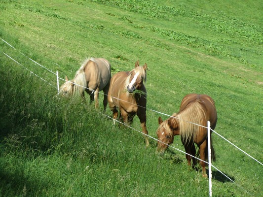 Foto degli animali