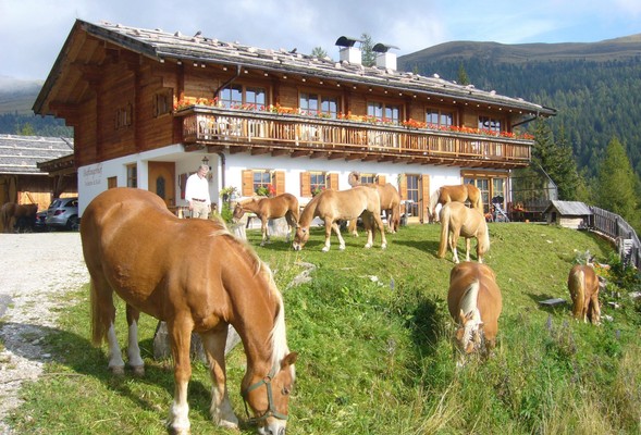 Foto esterno Pensione in agriturismo Haflingerhof