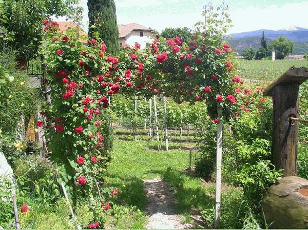 Foto del giardino Caldaro Paese (Strada del Vino Nord)