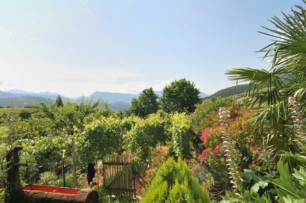 Foto del giardino Caldaro Paese (Strada del Vino Nord)