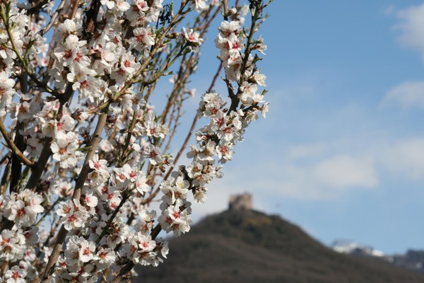 Foto di alcuni dettagli Weingut Morandell