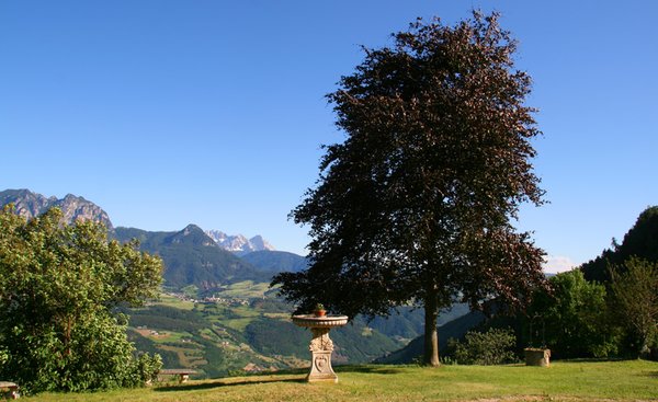 Photo of the garden Monte di Mezzo / Mittelberg (Renon / Ritten)