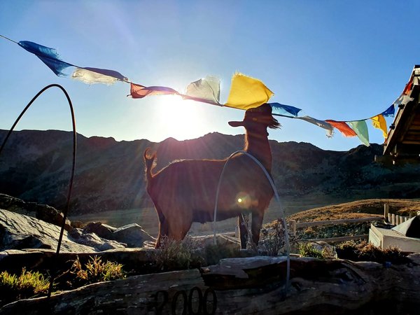 Tierfoto
