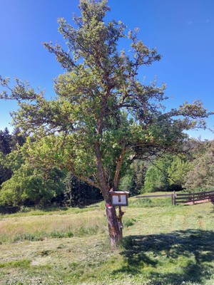 Foto vom Garten Klobenstein (Ritten)
