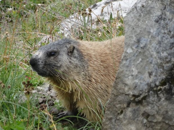 Foto degli animali