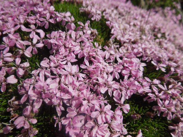 Foto di alcuni dettagli Maison Pellegrin