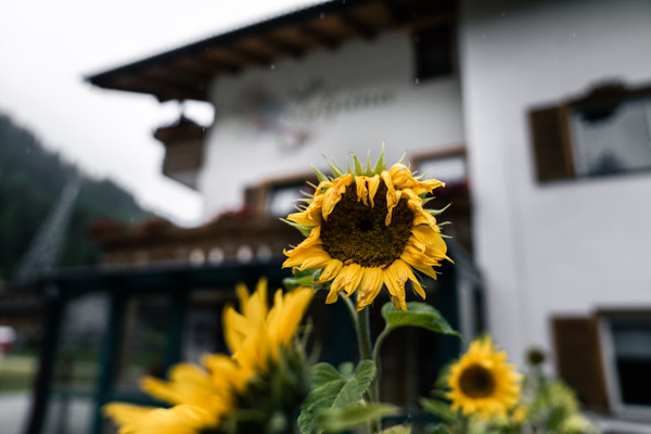 Photo exteriors Garni (B&B) + Apartments L'Alpina