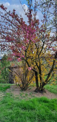 Foto vom Garten Bozen