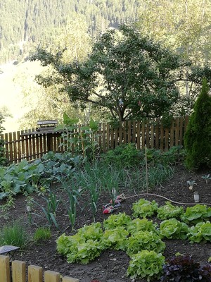 Photo of the vegetable garden