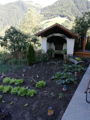 Photo of the vegetable garden
