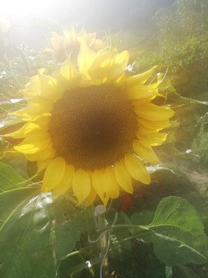 Photo of the garden San Pietro / St. Peter (Valle Aurina / Ahrntal)