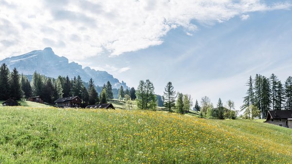 Bildergalerie Sommer