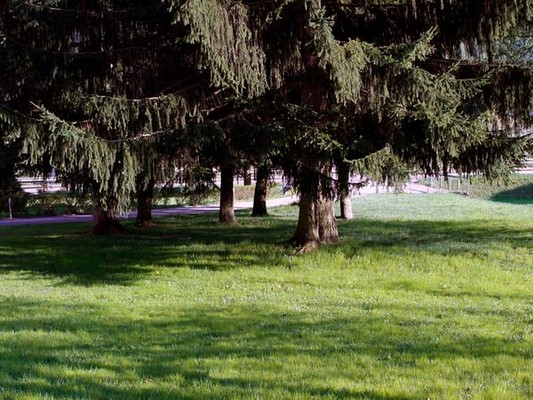 Foto del giardino Monclassico