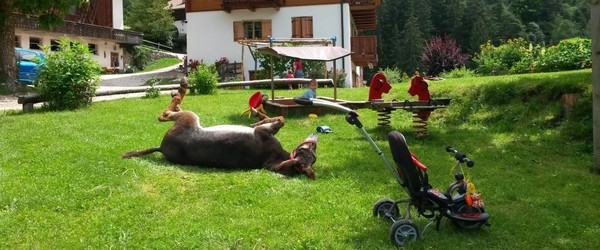 Foto vom Garten Tiers