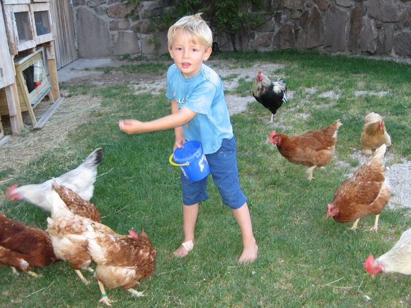 Photo of the animals
