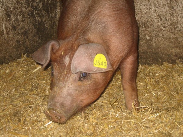 Photo of the animals