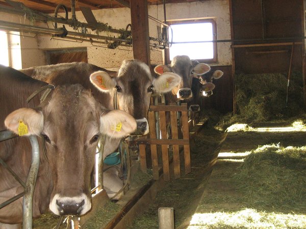 Photo of the animals
