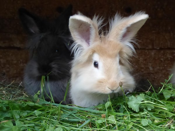 Photo of the animals