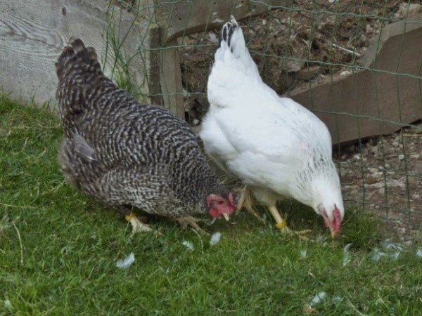 Photo of the animals
