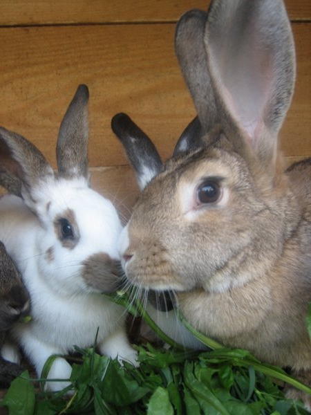 Photo of the animals