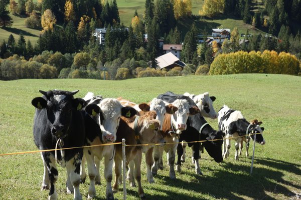 Foto degli animali