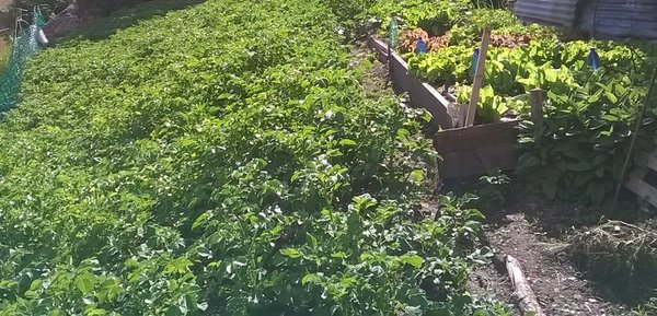 Foto del giardino Temù (Passo Tonale)