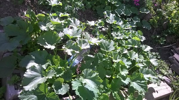 Foto del giardino Temù (Passo Tonale)