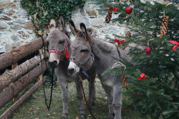 Foto vom Garten Dorf Tirol