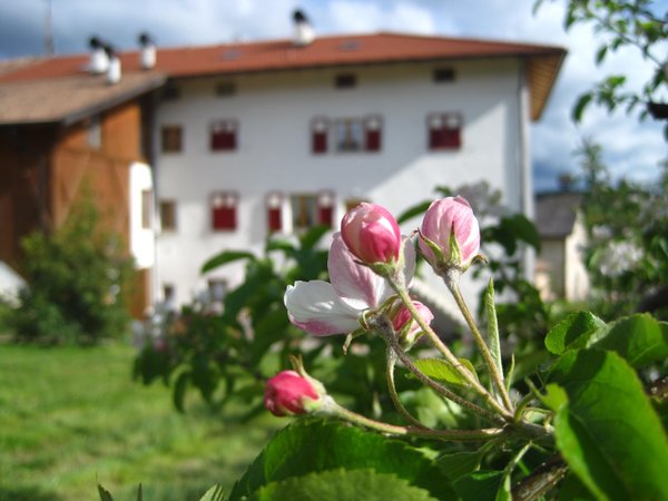 Foto esterno in estate Maso San Bartolomeo