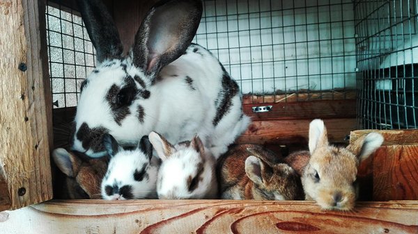 Foto degli animali