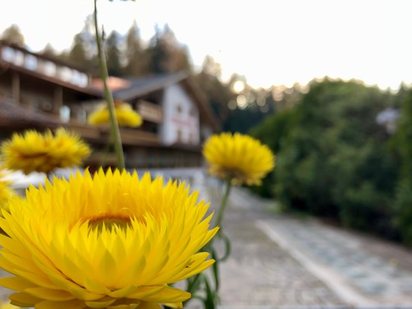 Foto del giardino Sarnonico (Fondo - Mendola)