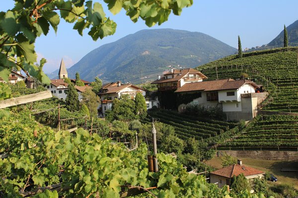 Foto di presentazione Azienda vinicola Tenuta Eberlehof