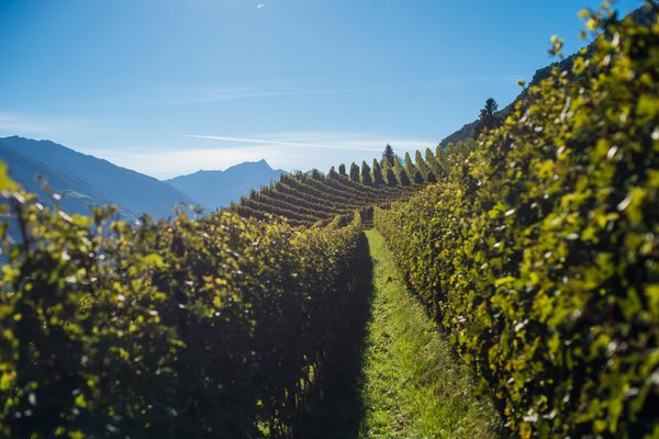 Foto di presentazione Azienda vinicola Falkenstein