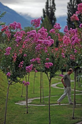 Foto del giardino Cermes