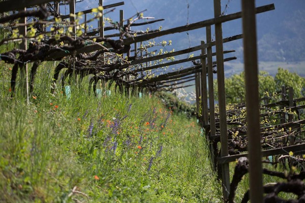 Foto esterno Azienda vinicola Pardellerhof