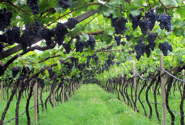 Winery Pfannenstielhof TradItDeEn [it=Zona di Bolzano, de=Urlaubsregion Bozen, en=Bolzano / Bozen and environs]