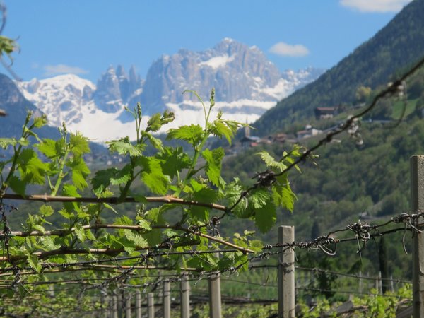 Winery Pfannenstielhof TradItDeEn [it=Zona di Bolzano, de=Urlaubsregion Bozen, en=Bolzano / Bozen and environs]