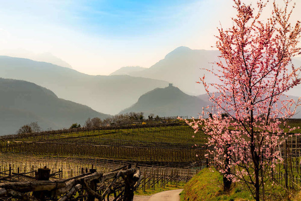 Panorama Caldaro Paese (Strada del Vino Nord)