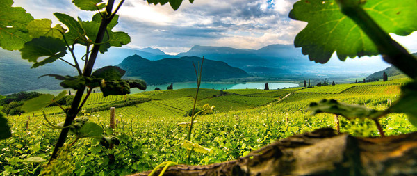 Panorama Caldaro Paese (Strada del Vino Nord)