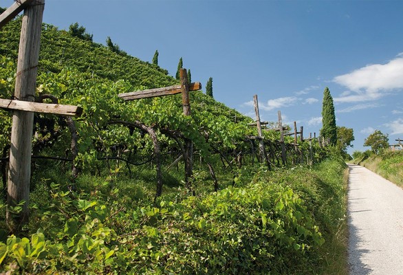 Panorama Caldaro Paese (Strada del Vino Nord)
