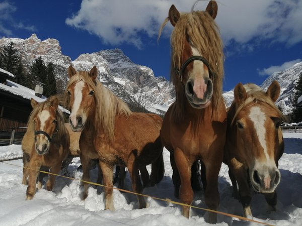 Tierfoto