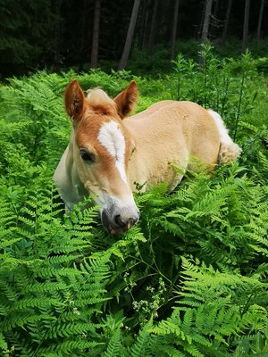 Tierfoto